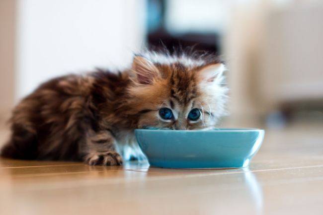 299905-cats-kitten-eating