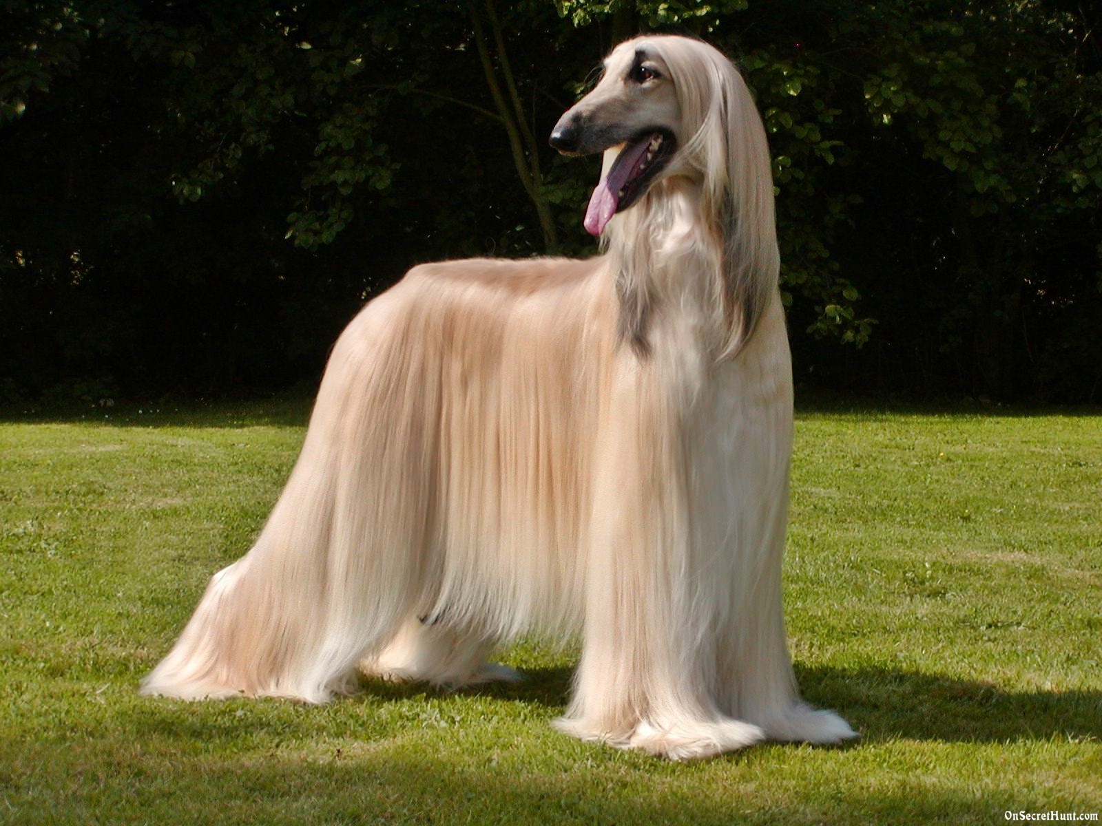afghan-hound-dog-breed